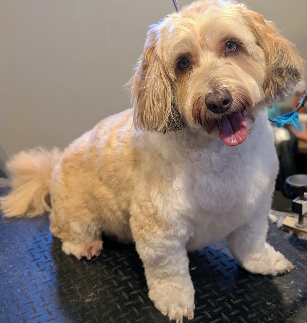 Pet receiving nail trimming service