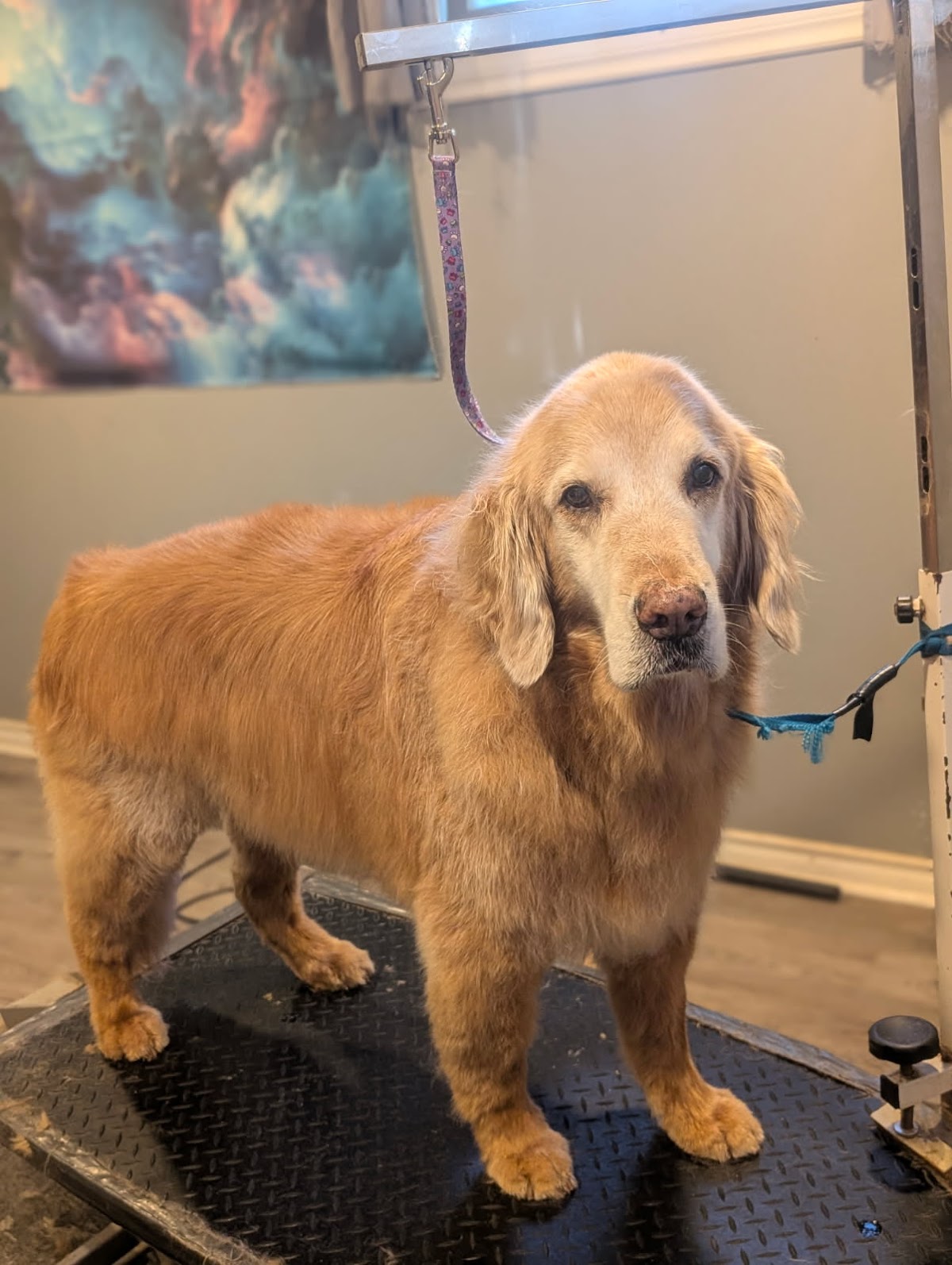 Small Animal Grooming